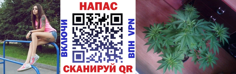 сколько стоит  Короча  дарк нет Telegram  Бошки Шишки марихуана 